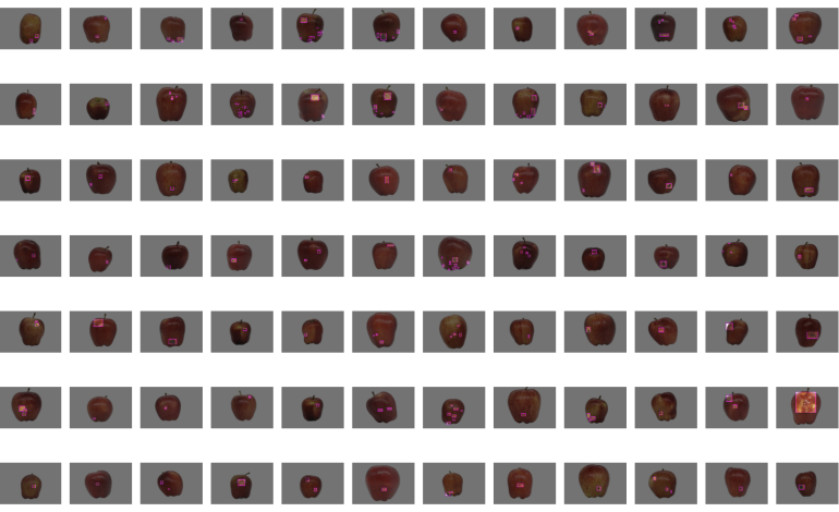 kma-apple-sorting